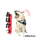赤柴クロだよ⑥（個別スタンプ：19）