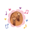 こたろう チワワ（個別スタンプ：8）