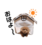 たまにチャラいトイプードルの日常スタンプ（個別スタンプ：22）