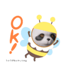 パンダのパンタロウ（個別スタンプ：1）