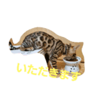 ベンガル猫のティグ（個別スタンプ：4）
