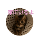 ベンガル猫のティグ（個別スタンプ：6）