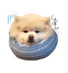 ポコたんすたんぷ。（個別スタンプ：1）