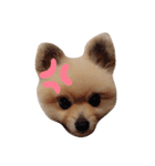小鉄(ポメ)の日常（個別スタンプ：5）
