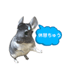 ポコの日常会話2（個別スタンプ：7）