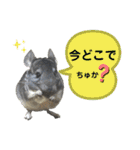 ポコの日常会話2（個別スタンプ：8）