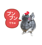 ポコの日常会話2（個別スタンプ：11）