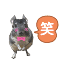 ポコの日常会話2（個別スタンプ：22）