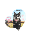 黒しば琥太郎②（個別スタンプ：1）