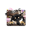 黒しば琥太郎②（個別スタンプ：4）