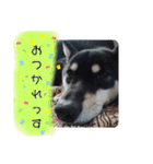 黒しば琥太郎②（個別スタンプ：8）