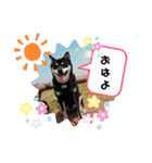 黒しば琥太郎②（個別スタンプ：10）