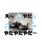 黒しば琥太郎②（個別スタンプ：15）