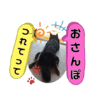 黒しば琥太郎②（個別スタンプ：16）