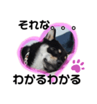 黒しば琥太郎②（個別スタンプ：18）