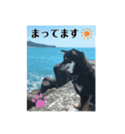 黒しば琥太郎②（個別スタンプ：19）
