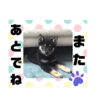 黒しば琥太郎②（個別スタンプ：20）