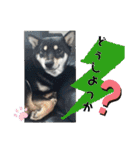 黒しば琥太郎②（個別スタンプ：21）