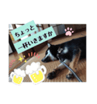 黒しば琥太郎②（個別スタンプ：22）