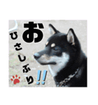 黒しば琥太郎②（個別スタンプ：23）