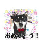黒しば琥太郎②（個別スタンプ：24）