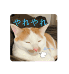 あるとおから（個別スタンプ：26）