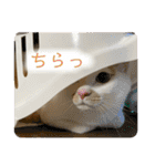 あるとおから（個別スタンプ：30）
