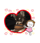 チョコタン チワワ Chocola（個別スタンプ：7）