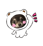 チョコタン チワワ Chocola（個別スタンプ：11）