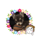 チョコタン チワワ Chocola（個別スタンプ：13）