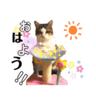 我が家の猫達3（個別スタンプ：1）