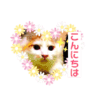 我が家の猫達3（個別スタンプ：2）