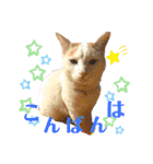 我が家の猫達3（個別スタンプ：3）