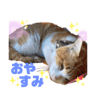 我が家の猫達3（個別スタンプ：4）