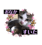 我が家の猫達3（個別スタンプ：5）
