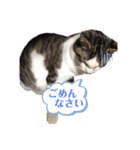 我が家の猫達3（個別スタンプ：6）