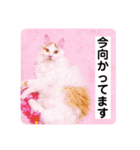 我が家の猫達3（個別スタンプ：7）
