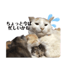 我が家の猫達3（個別スタンプ：8）