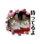 我が家の猫達3（個別スタンプ：9）