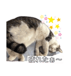 我が家の猫達3（個別スタンプ：10）