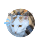 我が家の猫達3（個別スタンプ：11）