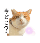 我が家の猫達3（個別スタンプ：12）