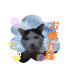 我が家の猫達3（個別スタンプ：13）