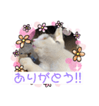 我が家の猫達3（個別スタンプ：14）