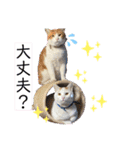 我が家の猫達3（個別スタンプ：15）