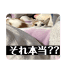 我が家の猫達3（個別スタンプ：16）