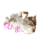 我が家の猫達3（個別スタンプ：17）