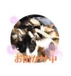 我が家の猫達3（個別スタンプ：18）