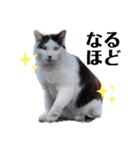 我が家の猫達3（個別スタンプ：19）
