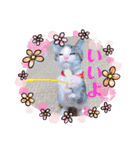 我が家の猫達3（個別スタンプ：20）